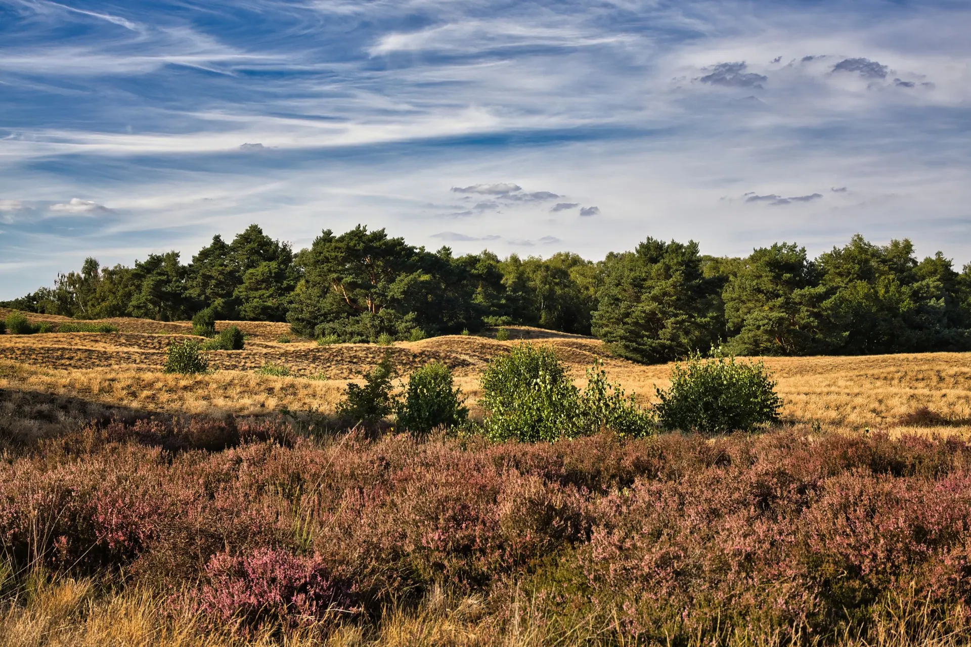 De heide in het Gooi